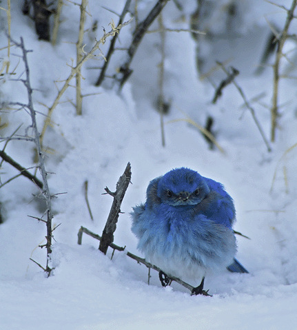 bluebird of happiness - not.gif (118 KB)